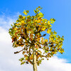 Dateiname=Perla_Herblicher.jpg
Dateigröße=1359KB
Abmessungen: 1200x1200
hinzugefügt am: 04. Oktober 2024 Perla_Herblicher.jpg