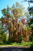 Dateiname=Perla_Herbstlicher_Baum2C_Wald_2C2CWaldrand22.jpg
Dateigröße=1706KB
Abmessungen: 795x1200
hinzugefügt am: 01. Oktober 2024 Perla_Herbstlicher_Baum2C_Wald_2C2CWaldrand22.jpg