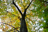 Dateiname=Perla_Herbstlicher_Baum__Wald_Blickpunkt.jpg
Dateigröße=1847KB
Abmessungen: 1200x795
hinzugefügt am: 18. Oktober 2024 Perla_Herbstlicher_Baum__Wald_Blickpunkt.jpg