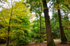 Dateiname=Perla_Herbstlicher_Baum__Wald_Waldmitte.jpg
Dateigröße=1637KB
Abmessungen: 1200x795
hinzugefügt am: 22. Oktober 2024 Perla_Herbstlicher_Baum__Wald_Waldmitte.jpg