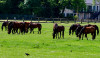 Perla_Tiere_2C2CAuf_der_Koppel22.jpg
