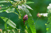 Perla_Tiere_Ringelschnecke.jpg