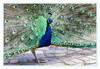 Dateiname=Pfau_mit_Rad_019.jpg
Dateigröße=1353KB
Abmessungen: 1200x829
hinzugefügt am: 14. Juli 2024 Pfau_mit_Rad_019.jpg