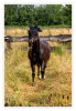 Pferd_auf_der_Weide_01.jpg