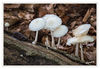 Dateiname=Pilz_010.jpg
Dateigröße=437KB
Abmessungen: 850x587
hinzugefügt am: 24. September 2014 Pilz_010.jpg