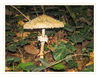 Dateiname=Pilz_01~0.jpg
Dateigröße=561KB
Abmessungen: 850x660
hinzugefügt am: 14. Oktober 2018 Pilz_01~0.jpg