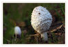 Dateiname=Pilz_einsam_04.jpg
Dateigröße=358KB
Abmessungen: 850x593
hinzugefügt am: 12. Oktober 2018 Pilz_einsam_04.jpg