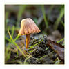 Dateiname=Pilz_einsam_q_01.jpg
Dateigröße=464KB
Abmessungen: 850x850
hinzugefügt am: 23. Oktober 2017 Pilz_einsam_q_01.jpg