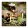 Dateiname=Pilz_einsam_q_05.jpg
Dateigröße=367KB
Abmessungen: 850x850
hinzugefügt am: 20. Oktober 2017 Pilz_einsam_q_05.jpg