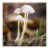Dateiname=Pilz_einsam_q_06.jpg
Dateigröße=384KB
Abmessungen: 850x850
hinzugefügt am: 21. September 2018 Pilz_einsam_q_06.jpg