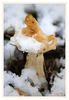 Dateiname=Pilz_im_Schnee_02.jpg
Dateigröße=339KB
Abmessungen: 587x850
hinzugefügt am: 10. Dezember 2017 Pilz_im_Schnee_02.jpg