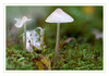 Dateiname=Pilze_06.jpg
Dateigröße=384KB
Abmessungen: 850x597
hinzugefügt am: 09. Oktober 2020 Pilze_06.jpg