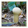Dateiname=Pilze_09_Flaschenstaeubling_28Lycoperdon_perlatum29_Kopie.jpg
Dateigröße=710KB
Abmessungen: 850x850
hinzugefügt am: 08. Oktober 2013 Pilze_09_Flaschenstaeubling_28Lycoperdon_perlatum29_Kopie.jpg