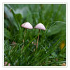 Dateiname=Pilze_Reuschenberg.jpg
Dateigröße=517KB
Abmessungen: 850x850
hinzugefügt am: 22. Oktober 2013 Pilze_Reuschenberg.jpg