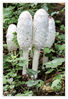 Dateiname=Pilze_geae_027.jpg
Dateigröße=497KB
Abmessungen: 582x850
hinzugefügt am: 25. September 2015 Pilze_geae_027.jpg