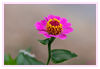 Dateiname=Pink.jpg
Dateigröße=284KB
Abmessungen: 850x589
hinzugefügt am: 22. September 2018 Pink.jpg