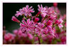 Dateiname=Pink_03.jpg
Dateigröße=475KB
Abmessungen: 1024x709
hinzugefügt am: 12. Mai 2019 Pink_03.jpg