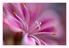 Dateiname=Pink_04.jpg
Dateigröße=278KB
Abmessungen: 850x590
hinzugefügt am: 12. Mai 2019 Pink_04.jpg