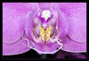 Dateiname=Pinke_Orchidee_Detail_02.jpg
Dateigröße=476KB
Abmessungen: 850x583
hinzugefügt am: 01. Dezember 2015 Pinke_Orchidee_Detail_02.jpg