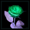 Dateiname=Pinke_Rose_umdrehen.jpg
Dateigröße=580KB
Abmessungen: 1200x1200
hinzugefügt am: 18. November 2024 Pinke_Rose_umdrehen.jpg