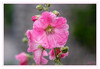 Dateiname=Pinke_Stockrose_01.jpg
Dateigröße=588KB
Abmessungen: 1200x830
hinzugefügt am: 09. Juli 2021 Pinke_Stockrose_01.jpg