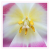 Dateiname=Pinke_Tulpe_04.jpg
Dateigröße=557KB
Abmessungen: 1200x1200
hinzugefügt am: 04. Februar 2022 Pinke_Tulpe_04.jpg