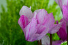 Dateiname=RR_Blumen.jpg
Dateigröße=664KB
Abmessungen: 1200x800
hinzugefügt am: 09. Oktober 2025 RR_Blumen.jpg
