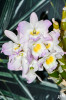 Dateiname=RR_Blumen_Dendrobium.jpg
Dateigröße=670KB
Abmessungen: 800x1200
hinzugefügt am: 11. Februar 2025 RR_Blumen_Dendrobium.jpg