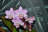 Dateiname=RR_Blumen_Mini_Orchidee.jpg
Dateigröße=625KB
Abmessungen: 1200x800
hinzugefügt am: 14. Februar 2025 RR_Blumen_Mini_Orchidee.jpg