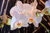 Dateiname=RR_Blumen_Orchidee_Beleuchtet.jpg
Dateigröße=649KB
Abmessungen: 1200x800
hinzugefügt am: 14. Februar 2025 RR_Blumen_Orchidee_Beleuchtet.jpg