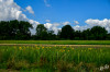 RR_Blumen_Sonnenblumenfeld.jpg