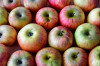 Dateiname=RR_Fruechte_Aepfel.jpg
Dateigröße=722KB
Abmessungen: 1200x800
hinzugefügt am: 08. Oktober 2025 RR_Fruechte_Aepfel.jpg