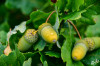 Dateiname=RR_Natur_Baumfruechte.jpg
Dateigröße=592KB
Abmessungen: 1200x800
hinzugefügt am: 07. Oktober 2025 RR_Natur_Baumfruechte.jpg