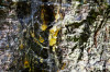 Dateiname=RR_Natur_Baumharz.jpg
Dateigröße=1022KB
Abmessungen: 1200x800
hinzugefügt am: 20. September 2025 RR_Natur_Baumharz.jpg