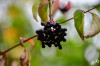 Dateiname=RR_Natur_Beeren.jpg
Dateigröße=521KB
Abmessungen: 1200x800
hinzugefügt am: 28. August 2025 RR_Natur_Beeren.jpg
