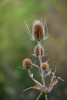 Dateiname=RR_Natur_Blumen.jpg
Dateigröße=459KB
Abmessungen: 800x1192
hinzugefügt am: 02. Oktober 2025 RR_Natur_Blumen.jpg