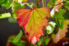 Dateiname=RR_Natur_Buntes_Blatt.jpg
Dateigröße=664KB
Abmessungen: 1200x800
hinzugefügt am: 01. Oktober 2025 RR_Natur_Buntes_Blatt.jpg