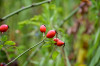 Dateiname=RR_Natur_Hagebutten.jpg
Dateigröße=461KB
Abmessungen: 1200x800
hinzugefügt am: 27. August 2025 RR_Natur_Hagebutten.jpg