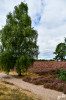 Dateiname=RR_Natur_Heide.jpg
Dateigröße=1100KB
Abmessungen: 800x1200
hinzugefügt am: 06. September 2025 RR_Natur_Heide.jpg