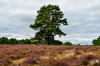 Dateiname=RR_Natur_Heidelandschaft.jpg
Dateigröße=922KB
Abmessungen: 1200x800
hinzugefügt am: 06. September 2025 RR_Natur_Heidelandschaft.jpg