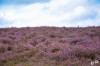 Dateiname=RR_Natur_Heide~0.jpg
Dateigröße=904KB
Abmessungen: 1200x795
hinzugefügt am: 09. September 2025 RR_Natur_Heide~0.jpg