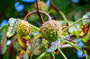 Dateiname=RR_Natur_Kastanien.jpg
Dateigröße=749KB
Abmessungen: 1200x800
hinzugefügt am: 03. Oktober 2025 RR_Natur_Kastanien.jpg
