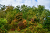 Dateiname=RR_Natur_Laubfaerbung.jpg
Dateigröße=1451KB
Abmessungen: 1200x800
hinzugefügt am: 25. August 2025 RR_Natur_Laubfaerbung.jpg