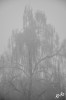 Dateiname=RR_Natur_Nebel.jpg
Dateigröße=512KB
Abmessungen: 800x1208
hinzugefügt am: 20. Januar 2025 RR_Natur_Nebel.jpg