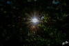 Dateiname=RR_Natur_Sonnenstern.jpg
Dateigröße=780KB
Abmessungen: 1200x800
hinzugefügt am: 21. September 2025 RR_Natur_Sonnenstern.jpg