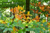 Dateiname=RR_Natur_Wald.jpg
Dateigröße=929KB
Abmessungen: 1200x800
hinzugefügt am: 30. September 2025 RR_Natur_Wald.jpg