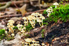 Dateiname=RR_Pilze_Gruppenbild.jpg
Dateigröße=953KB
Abmessungen: 1200x800
hinzugefügt am: 25. Oktober 2024 RR_Pilze_Gruppenbild.jpg