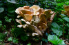 Dateiname=RR_Pilze_Junger_Riesenporling.jpg
Dateigröße=832KB
Abmessungen: 1200x800
hinzugefügt am: 29. August 2025 RR_Pilze_Junger_Riesenporling.jpg