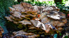 Dateiname=RR_Pilze_Riesenporling.jpg
Dateigröße=922KB
Abmessungen: 1200x658
hinzugefügt am: 26. Oktober 2024 RR_Pilze_Riesenporling.jpg