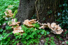 Dateiname=RR_Pilze_Riesenporlinge.jpg
Dateigröße=1199KB
Abmessungen: 1200x800
hinzugefügt am: 22. August 2025 RR_Pilze_Riesenporlinge.jpg